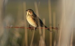 Chestnut-eared bunting.jpg