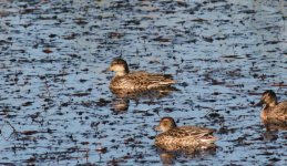 Eurasian Teal.jpg