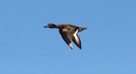 Tufted Duck.jpg