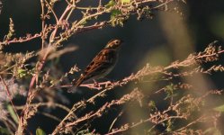 Yellow-breasted Bunting.jpg