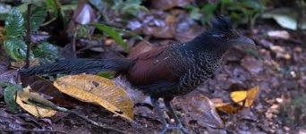 Banded Ground-Cuckoo.jpg