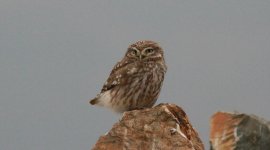 Little Owl.jpg