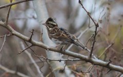 Rustic Bunting.jpg