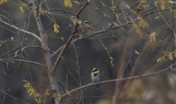 Siberian Accentor and Yellow-throated Bunting.jpg