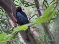 IMG_0578 HC Drongo RDBT.jpg