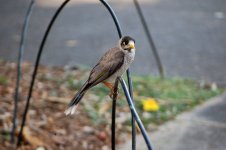 Noisy Miner.jpg