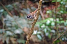 White browed Scrubwren.jpg