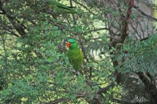 Scaly chested Lorikeet.jpg