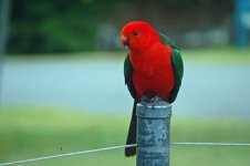 King Parrot.jpg