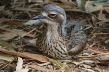 Bush Stone Curlew.jpg