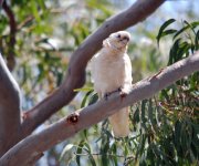 Little Corella.jpg