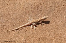 lizard-sp-1.jpg