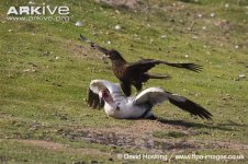 Striated-caracara-killing-upland-goose.jpg