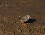 DSC03287 (2) redshank poo.jpg