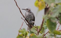 Brown-eared Bulbul.jpg