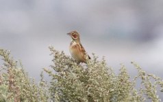 Chestnut-eared Bunting.jpg