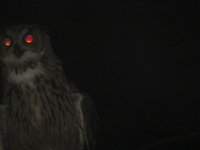 Eurasian Eagle Owl.jpg