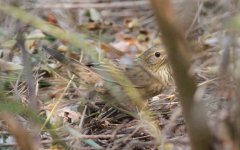 Lanceolated Warbler.jpg