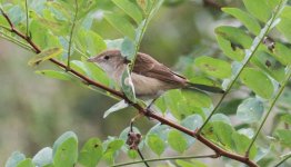 Thick-billed Warbler 2.jpg