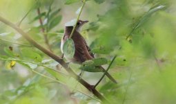 Thick-billed Warbler.jpg