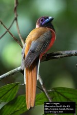 Diard's Trogon 2.jpg