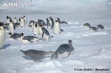 Northern-giant-petrel-attacking-an-emperor-penguin.jpg