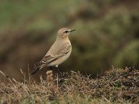 Isabelline Wheatear 5663.jpg