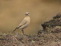 Isabelline Wheatear 5662.jpg