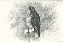 Common-buzzard.jpg