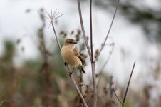 Siberian-Stonechat-(22)-web.jpg