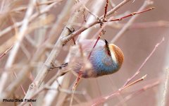 White-browed Tit Warbler.jpg