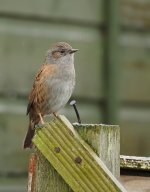 Dunnock-on-post.jpg