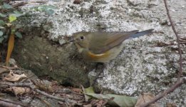 IMG_1744 RF Bluetail, Tai O.jpg