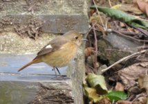 IMG_1749 D Redstart Tai O.jpg