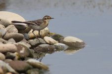 citrine_wagtail_albertdejong.jpg