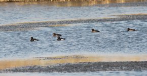 Tufted Duck 2.jpg