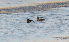 Tufted Duck.jpg