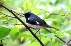 Black Throated blue def. May '12 for web..jpg