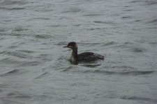 BNGrebe2.jpg