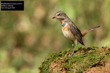 Bluethroat 4.jpg