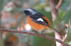 IMG_0225 D Redstart MR.jpg