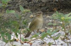 IMG_0249 Dusky Warbler? MR.jpg