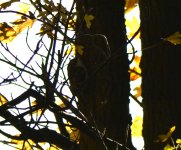 treecreeper.JPG