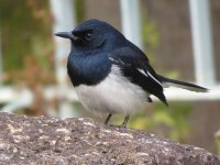 IMG_1818 Magpie Robin @ DB.jpg