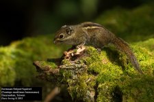 Formosan Striped Squirrel 2.jpg