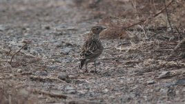 Eurasian Skylark.jpg