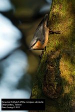 Eurasian Nuthatch.jpg