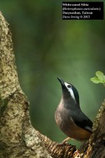 White-eared Sibia 2.jpg