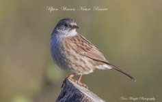 Dunnock11.jpg