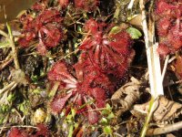 IMG_1878 sundew sp. S Lantau Trail.jpg